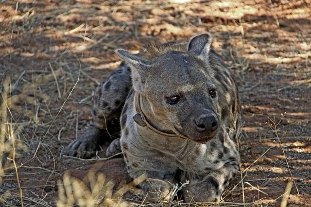 249 Okonjima, okonjima bush camp, gevlekte hyena.JPG